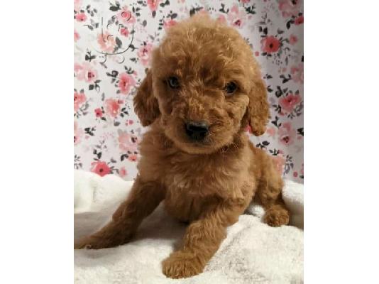 PoulaTo: Εκπληκτικά κουτάβια Goldendoodle
